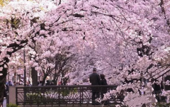 日本赏樱花